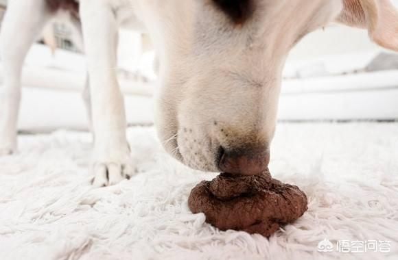 为什么狗喜欢吃人的粪便?