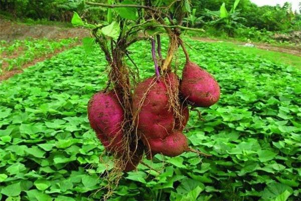 红薯怎么种植产量高?红薯高产管理的几个关键