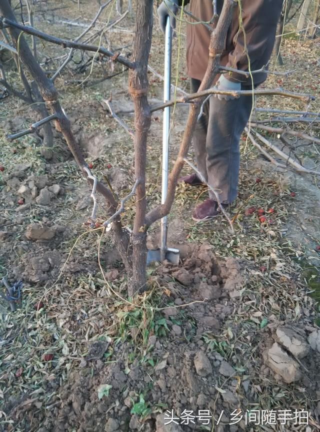 农村的挖树工一天能挣200元 使用的工具我还是