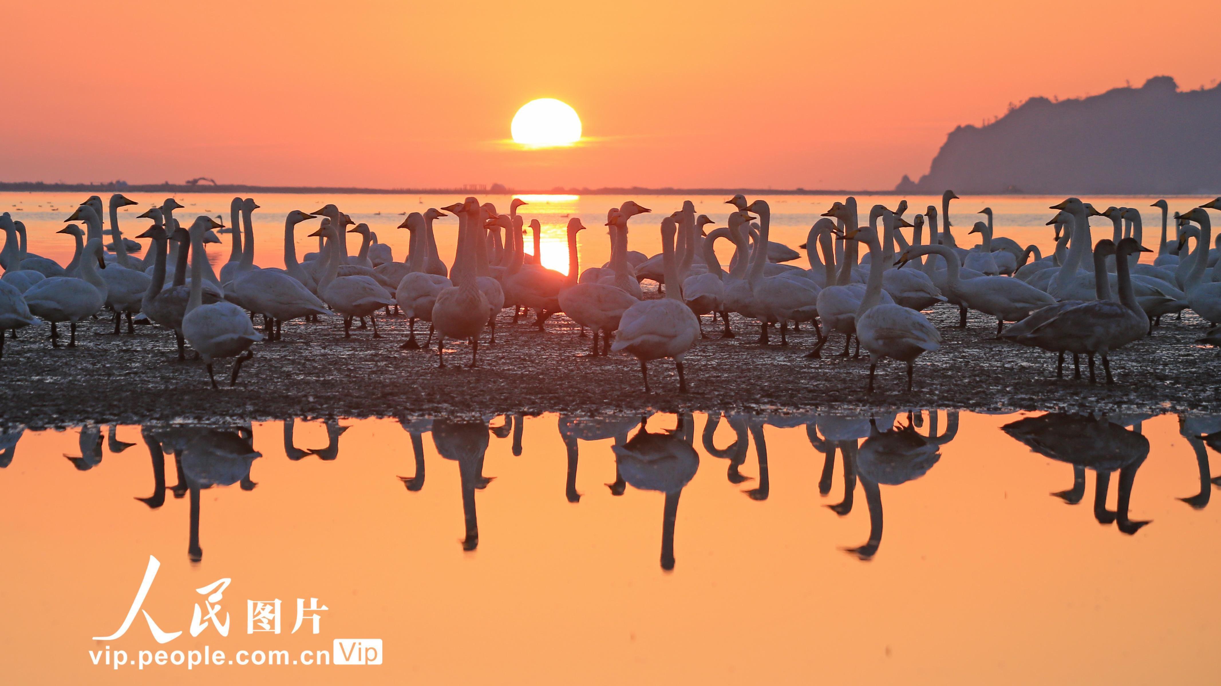 近6000只大天鹅飞抵山东荣成天鹅湖越冬 近6000只大天鹅飞抵山东荣成天鹅湖越冬