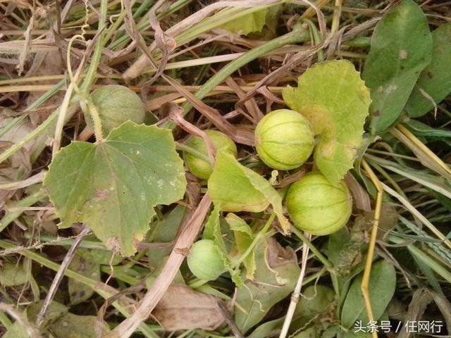 平时我们走在农村路边经常能碰见一些这样的野生植物,它一般在七八