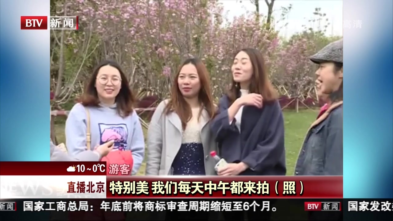 广西柳州：马鹿山大草坪樱花盛放  粉色戳中少女心