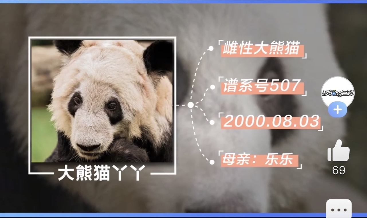 大熊猫“丫丫”将于近期回国!_北京时间