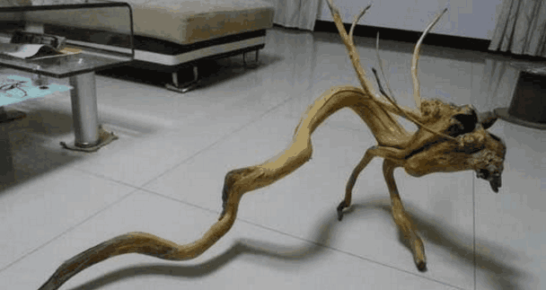 男子挖到一个龙形树根,砖家鉴定后称不值钱要带走,网友:别上当