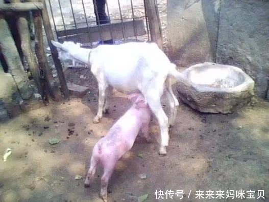 搞笑段子:恨不得把屁使劲儿嘣对方脸上才解恨