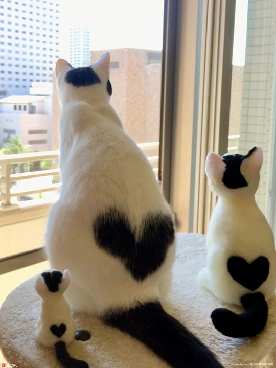 时刻向你比心 日本猫咪天生自带爱心图案吸粉无数