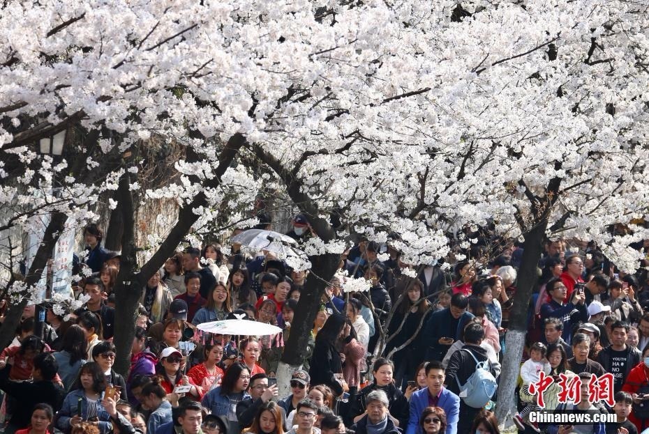 3月25日，游客在南京鸡鸣古刹门前的樱花大道上赏花拍照。近日，南京鸡鸣寺路两旁的樱花进入盛花期，吸引众多游人前来赏花。中新社记者泱波摄