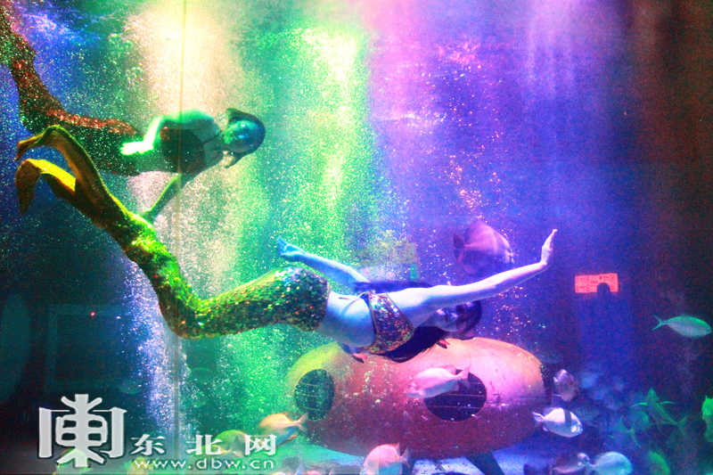 哈尔滨极地馆国内首创鳐鱼表演 "五一"小长假震撼上演
