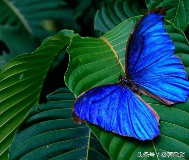 心理测试:选一只上面带有"毒素"的蝴蝶,测出你有多狠辣!