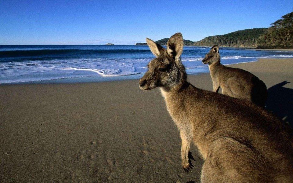 涉嫌网络诽谤就取消学生签证!澳洲留学签证雷