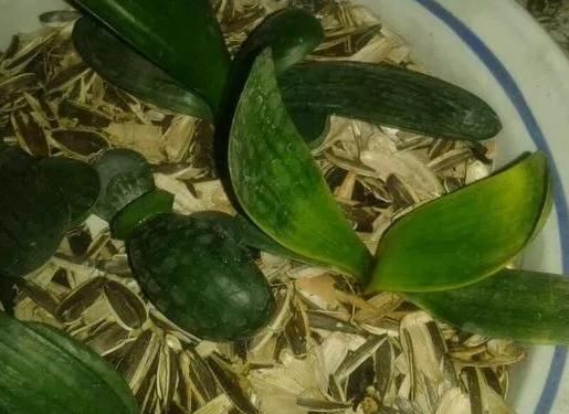 瓜子壳、花生壳,别扔掉了!君子兰一用上,花呼呼