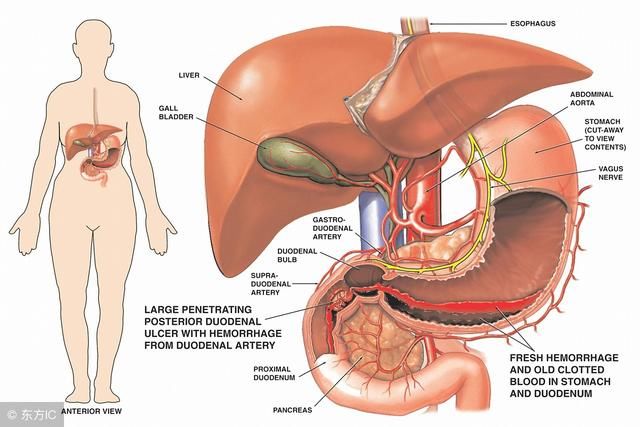 肝脏是人体化工厂,如果肝脏功能不好人体会有