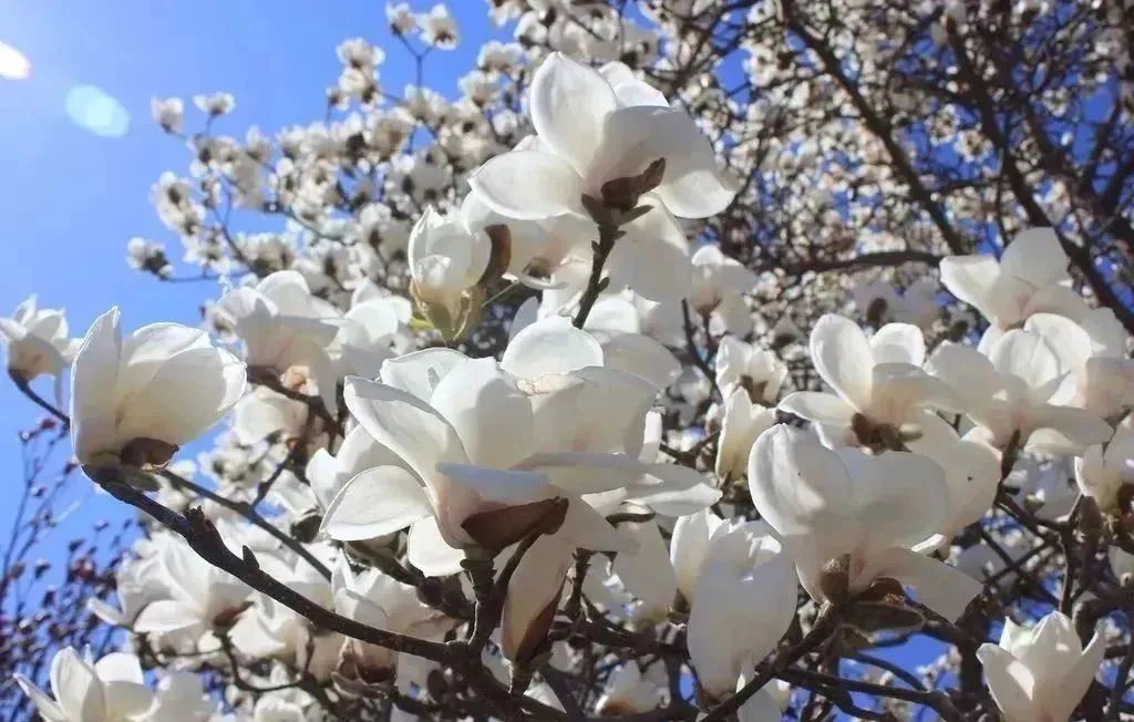 玉兰花开香飘京城,寻芳赏春正当时!_北京时间