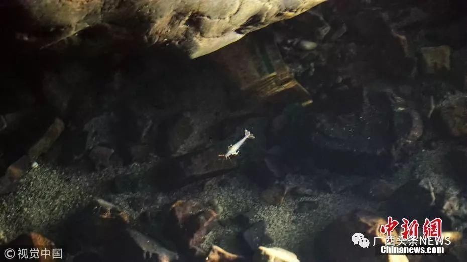 桃花水母、洞潜探险…带你去广西都安看看世界