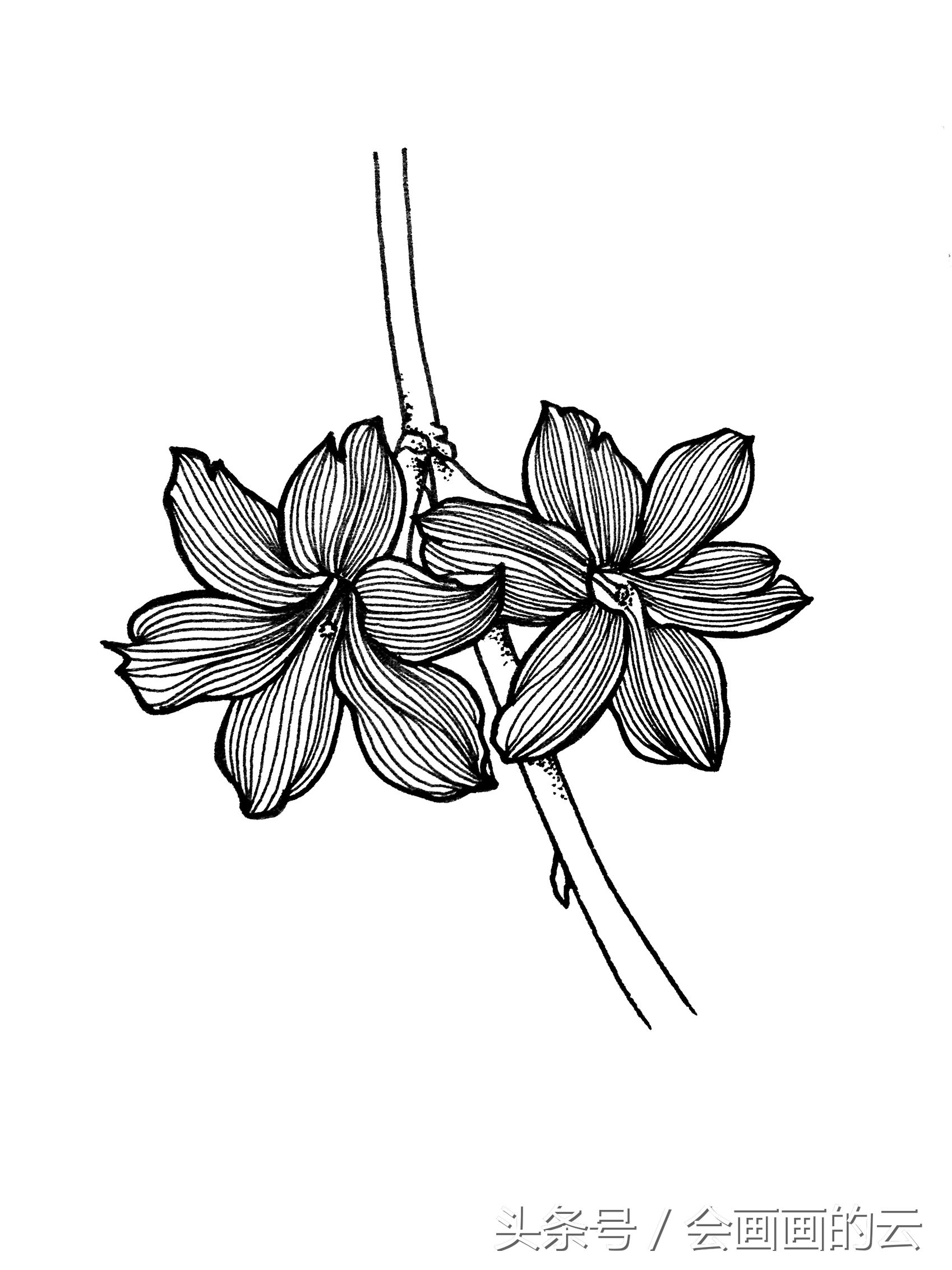 简笔画入门植物线描手绘图,一起画起来吧!