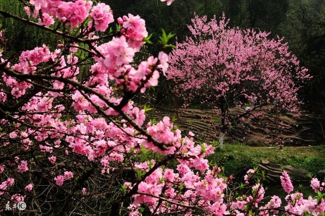 這些生肖女2018年桃花運遍地開花,定會碰到愛你,寵你如意郎君