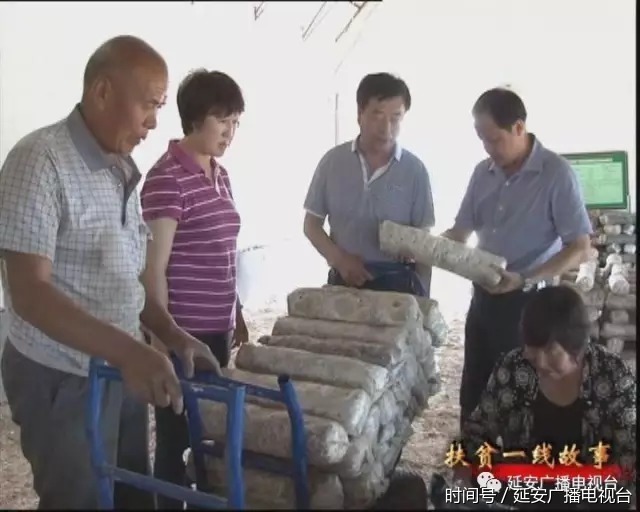 【扶贫故事】黄陵县:政府引领 合作社带动 夯实