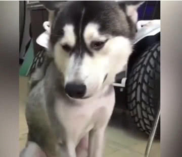 二哈打架输了,回家哭到停不下来,二哈:为什么这