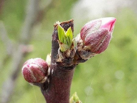 年木棺打开后,棺中女尸突然动起来:肚子变大,舌