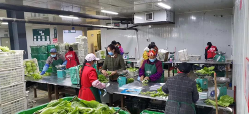 四季绿农业蔬菜送一线 心系疫情稳定市场(图2) 四季绿农业蔬菜送一线 心系疫情稳定市场(图2)