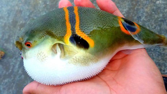 兴奋的赶紧收线,这鱼在水里面都还是瘪的,一出水就是一个皮球了