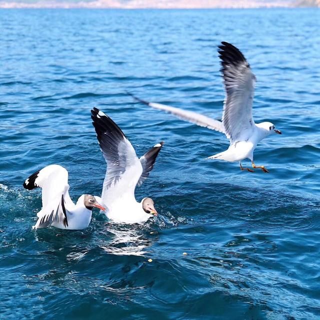 燕子不来花著雨,春风应自怨黄昏