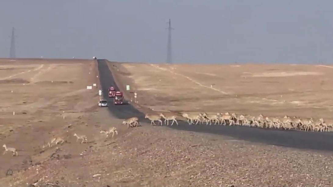 可爱到犯规!百余只藏羚羊在可可西里排队“过马路” 可爱到犯规!百余只藏羚羊在可可西里排队“过马路”