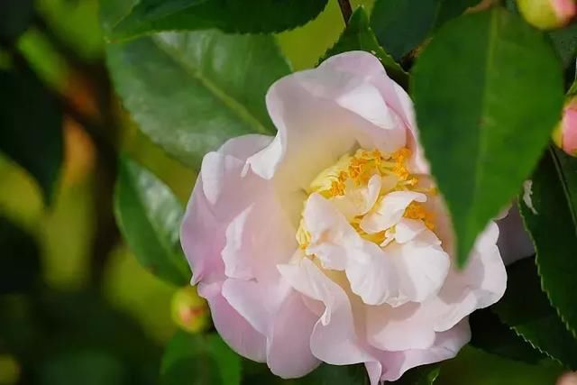 E-mount入门旅游镜首选!索尼E 18-135mm F3