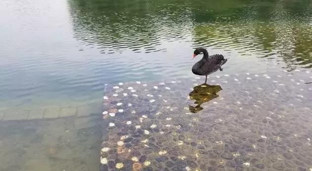 突变!AT&T取消在美销售华为手机计划!华为挺