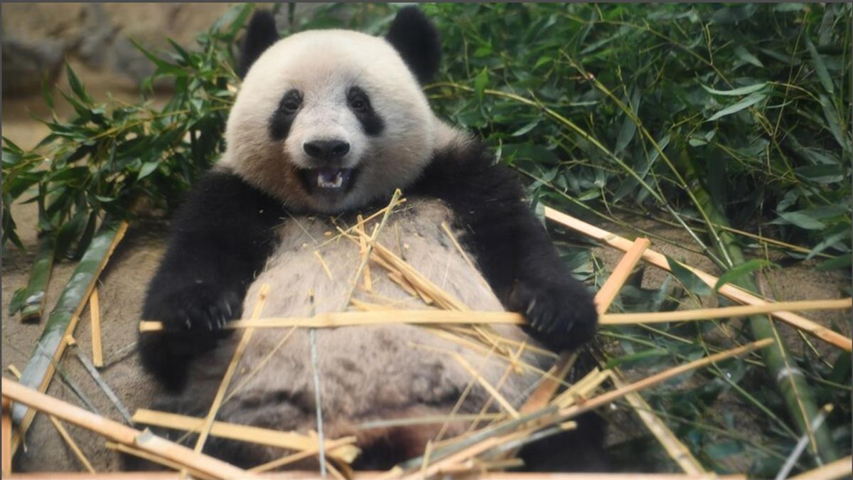 旅日大熊猫“香香”启程回国,将在这里开枝散叶! 旅日大熊猫“香香”启程回国,将在这里开枝散叶!