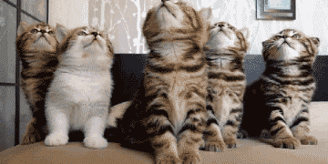 喵星人搞笑起来,基本没你啥事啦!