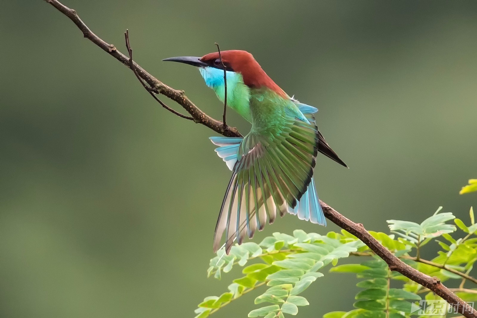 中国最美的鸟 梦幻图片