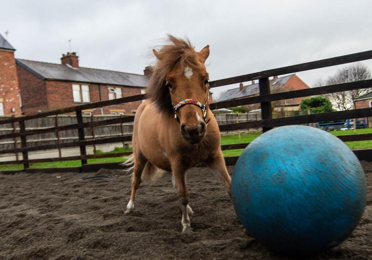 1月17日消息,英国西约克郡利兹市,一匹名叫"托尼"的小马驹在主人送给