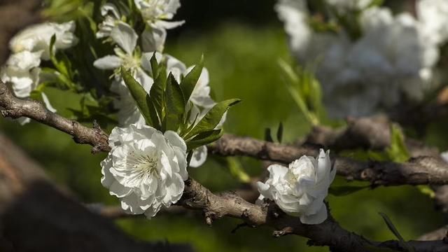 双重户口当兵时注销了拿着档案到现在户口的民