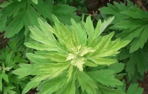 艾草功效作用丰富,艾草泡脚有什么好处,艾草泡