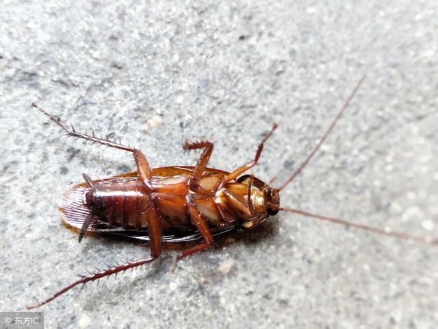 一个鸡蛋壳,轻松赶走你家里所有的蟑螂,让蟑螂