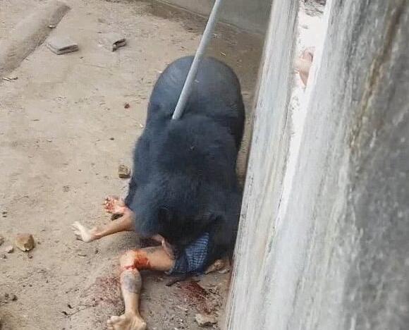 游客喂熊吃米饭惨遭拖入兽笼撕咬一分钟,奇迹生还!