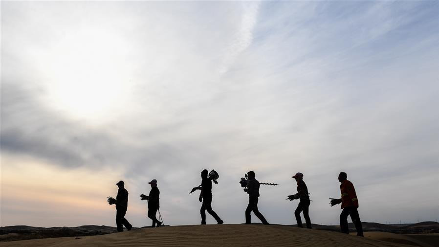 种植沙柳治沙漠 种植沙柳治沙漠