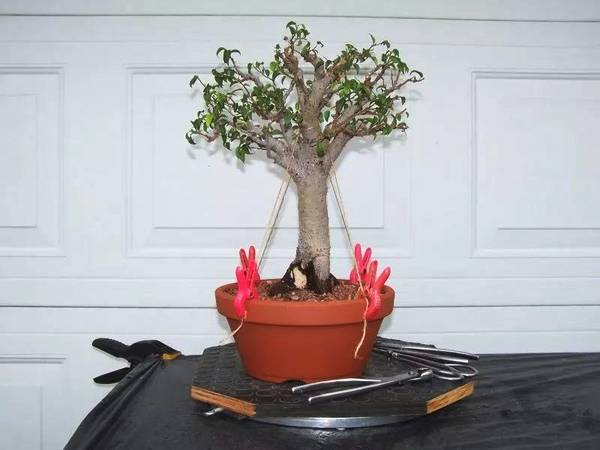 适合盆栽养护的观赏树,养在室内也没有关系