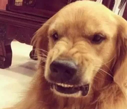 金毛对着小主人呲牙,小主人一巴掌拍上去,接着金毛让他痛心!