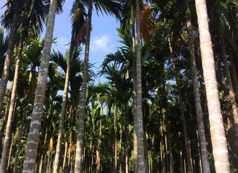 一口槟榔一口灰,为什么海南人那么爱吃槟榔?