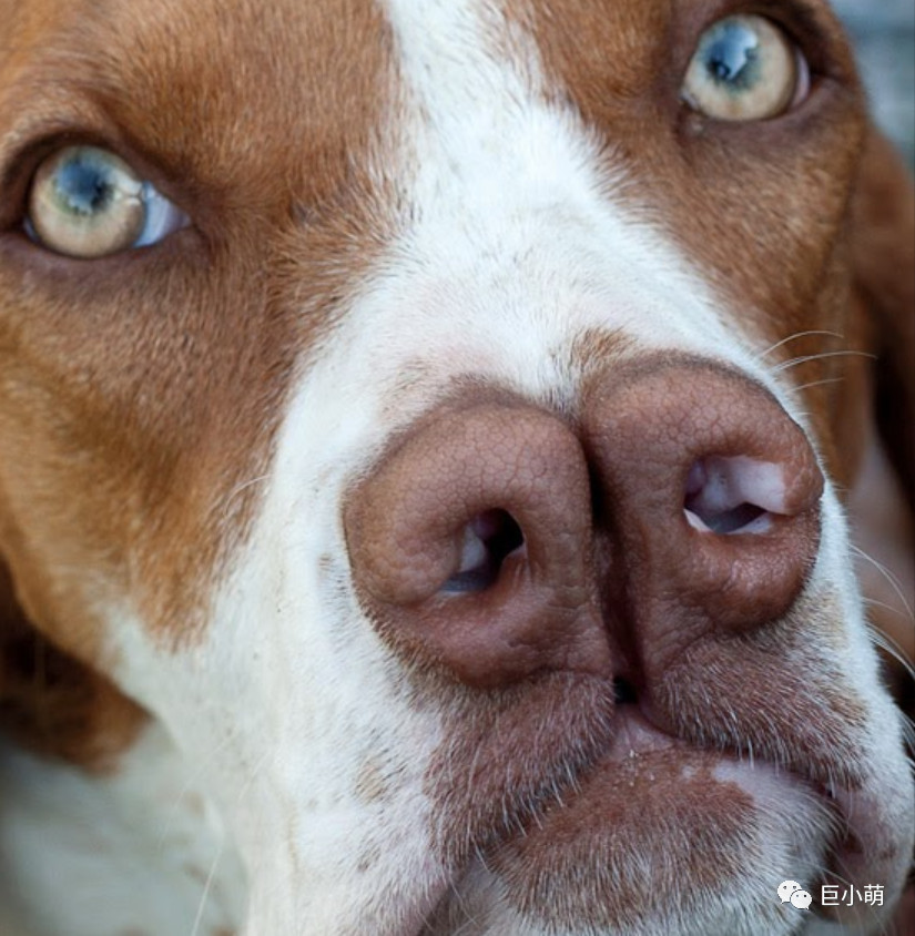 狗界的成龙大哥?这大鼻子绝对是第一名!