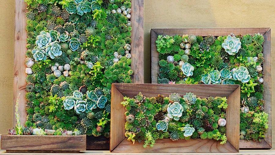 没有空间也能养出花园 就爱点评网