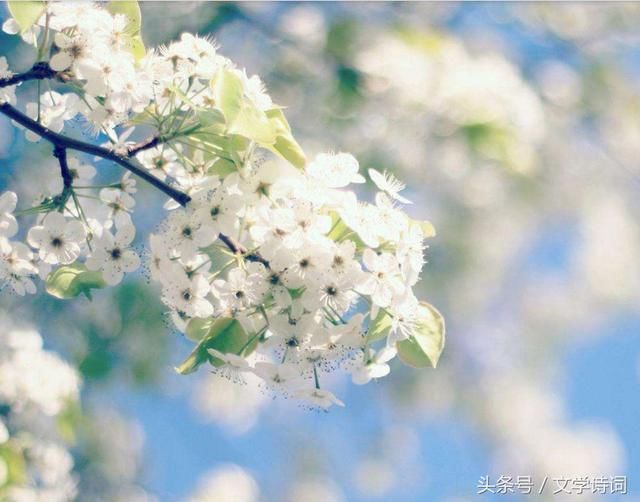 千树万树梨花开 36首含有梨花的诗句,一起欣赏