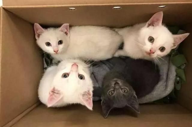 带了三只白猫回家,同事说我是"神经病",养这么多,浪费钱!