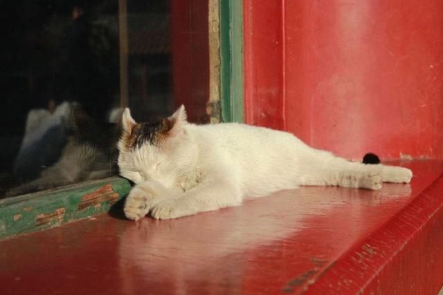 故宫最辛劳的执勤员工:大内御犬和皇家御猫!