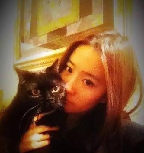 赵丽颖的毛球,刘亦菲的猫奴,孙俪的流浪狗,她们