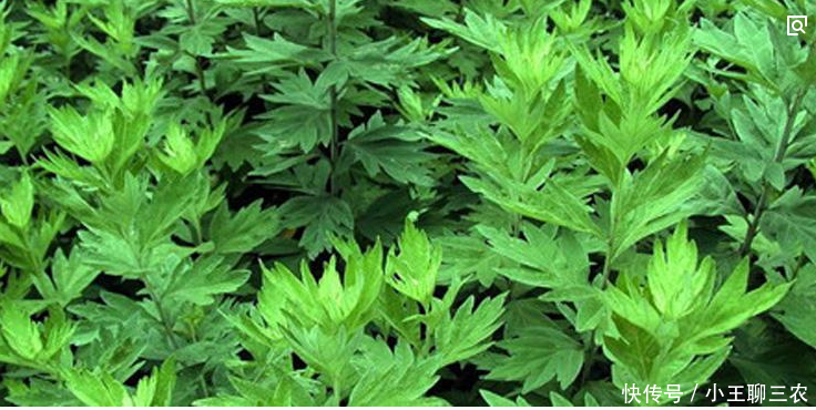 艾叶作用你知道吗?艾叶煮鸡蛋你吃了吗?治女