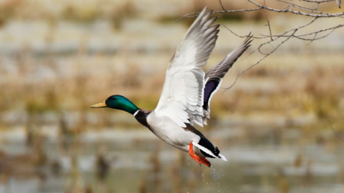 延庆野鸭湖“候鸟食堂”首次出现大批绿头鸭 延庆野鸭湖“候鸟食堂”首次出现大批绿头鸭