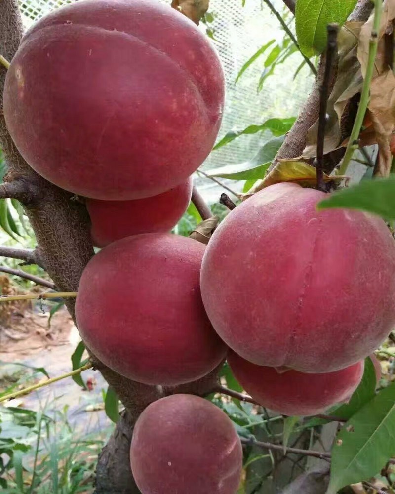 襄阳1米高永莲蜜桃桃树苗